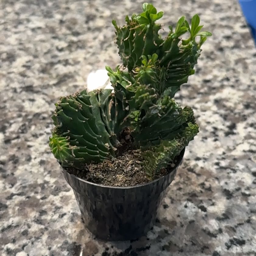 Photo of the plant species Succulant by @CleanLukiwan94 named Bodhi on Greg, the plant care app