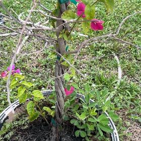 Photo of the plant species Annual Sweet Pea by @WinPokaka75 named Gobi on Greg, the plant care app