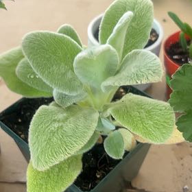 Photo of the plant species Stachys Byzantina by @SensuousMarimo named Coco on Greg, the plant care app