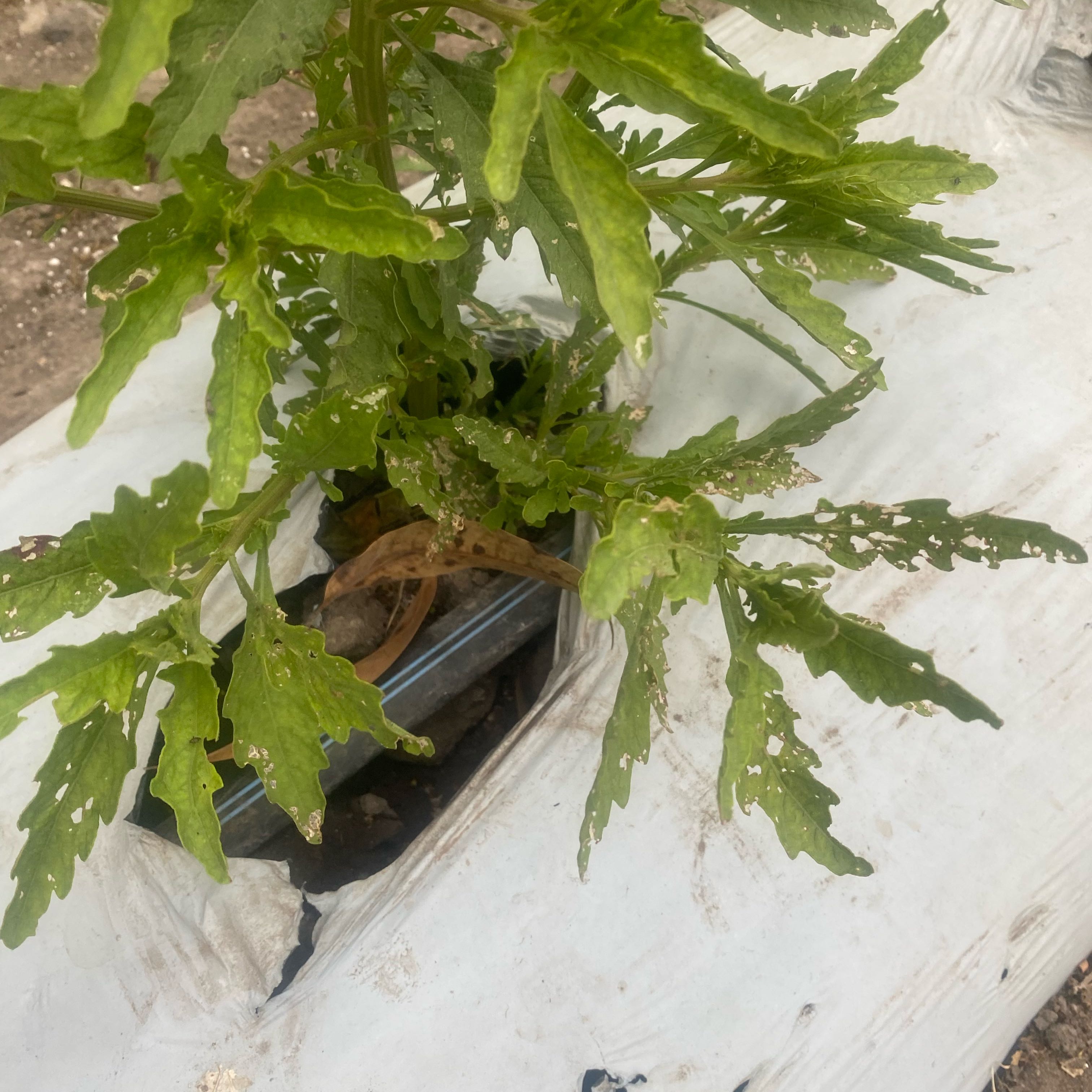 Photo of the plant species Wormseed by @GiddyVetiver42 named Spike Leaves on Greg, the plant care app