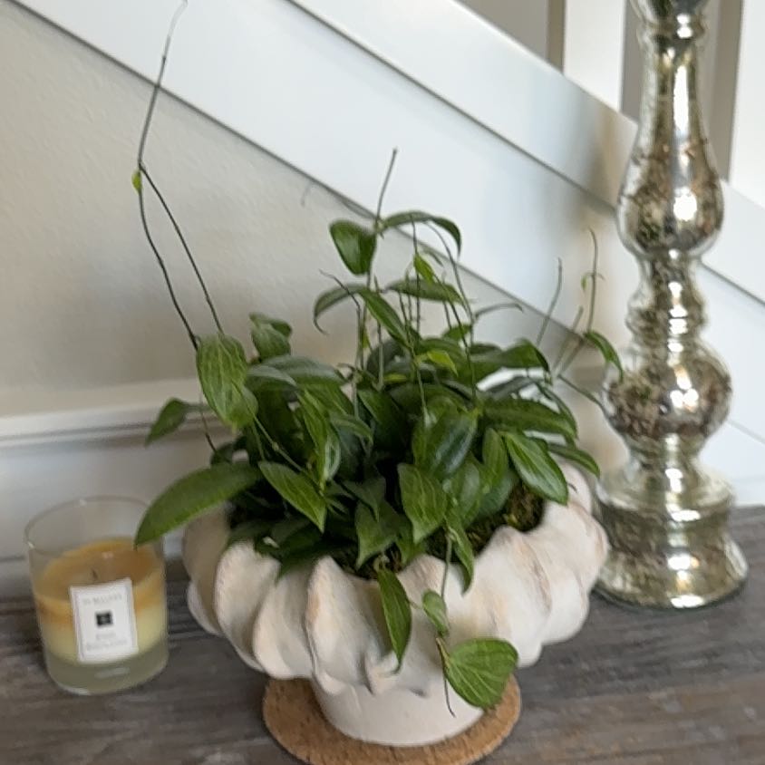 Photo of the plant species Hoya fitchii by @BossRedmint7 named Tolkien on Greg, the plant care app