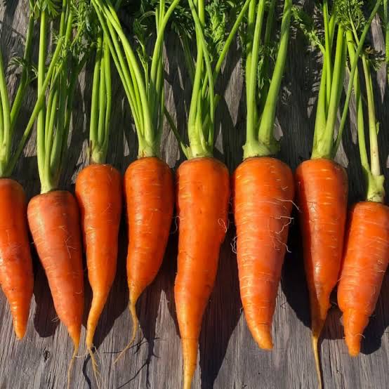Photo of the plant species Carrot 'Nantes' by @LordOmnom61 named Bodhi on Greg, the plant care app