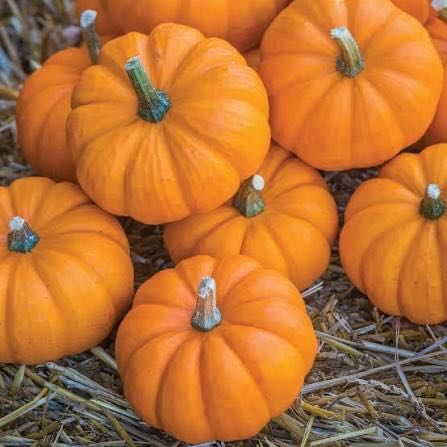 Photo of the plant species Pumpkin by @LordOmnom61 named Jack belittle on Greg, the plant care app