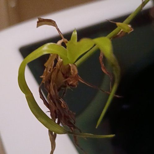 Photo of the plant species Cockleshell Orchid by @PoetTaro81 named Scarlett on Greg, the plant care app