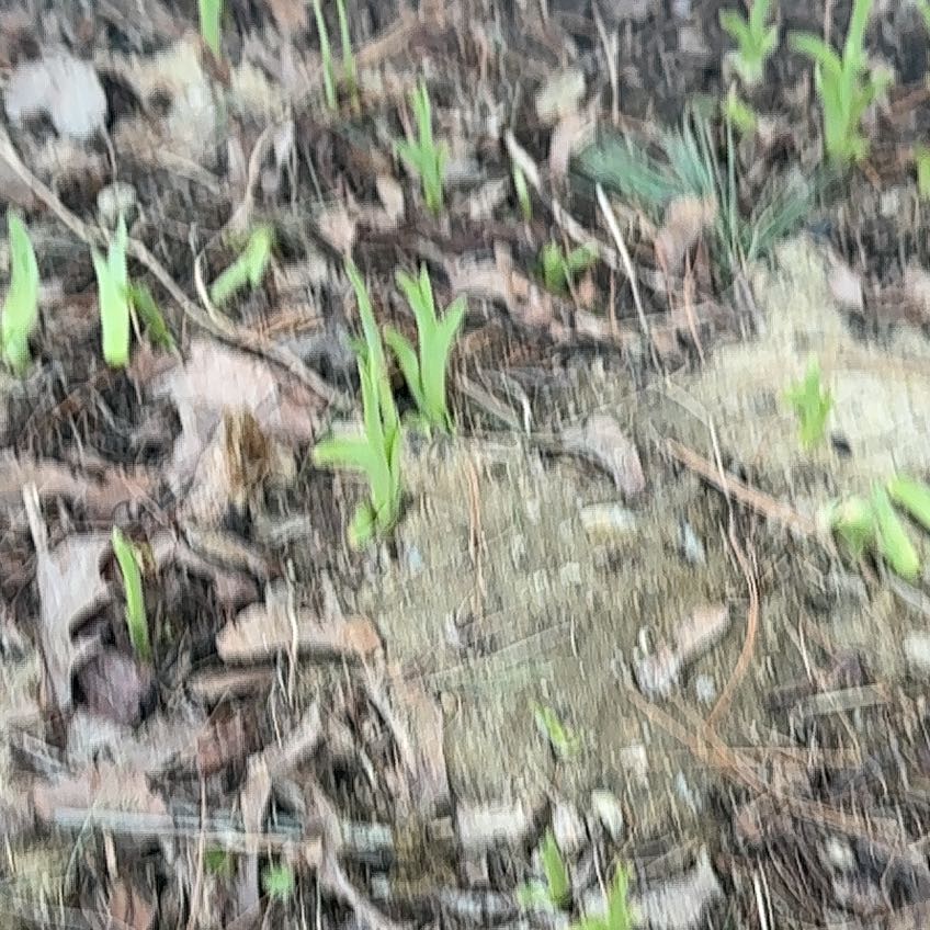 Photo of the plant species Common Reed by @SecureFanmoss named Coco on Greg, the plant care app