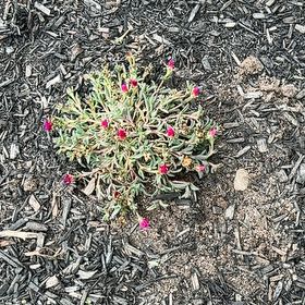 Photo of the plant species Chisme by @SecureFanmoss named Mando on Greg, the plant care app