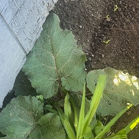 Photo of the plant species Lesser Burrdock by @SecureFanmoss named Rosa on Greg, the plant care app