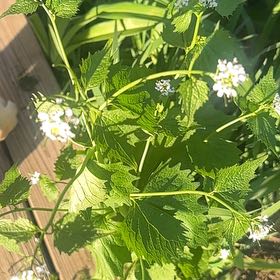 Photo of the plant species Garlic Mustard by @SecureFanmoss named Forrest on Greg, the plant care app