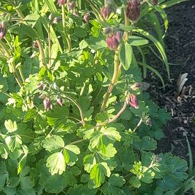 Photo of the plant species Common Columbine by @SecureFanmoss named Marilyn on Greg, the plant care app
