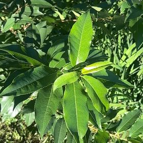 Photo of the plant species Pussy Willow by @SecureFanmoss named Fernie Mac on Greg, the plant care app