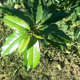 Photo of the plant species Western Chokecherry by @SecureFanmoss named Gates on Greg, the plant care app