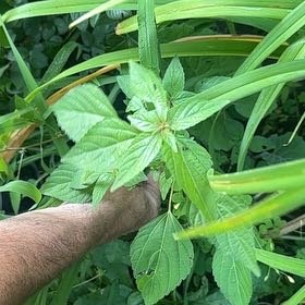 Photo of the plant species Virginia Copperleaf by @SecureFanmoss named Messi on Greg, the plant care app