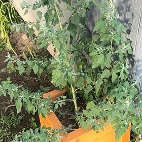 Photo of the plant species White Goosefoot by @SecureFanmoss named Drake on Greg, the plant care app