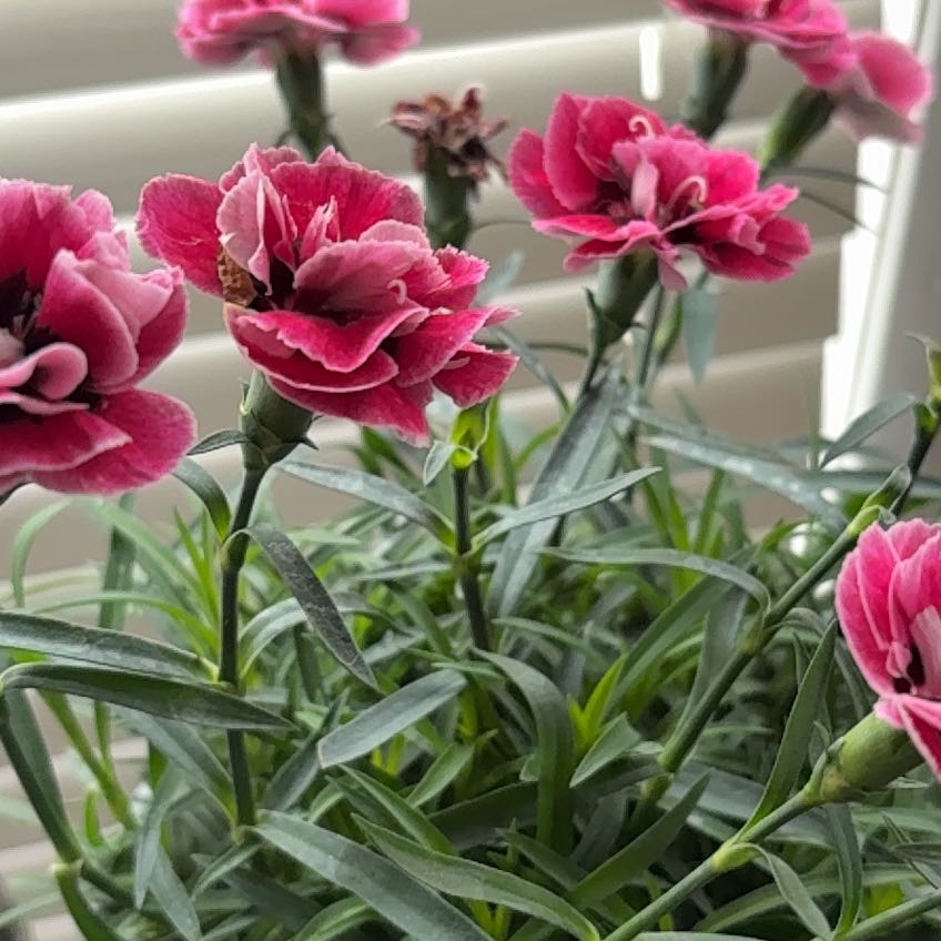 Photo of the plant species Dianthus 'Pink Kisses' by @AwesomelyRimu68 named Gaga on Greg, the plant care app