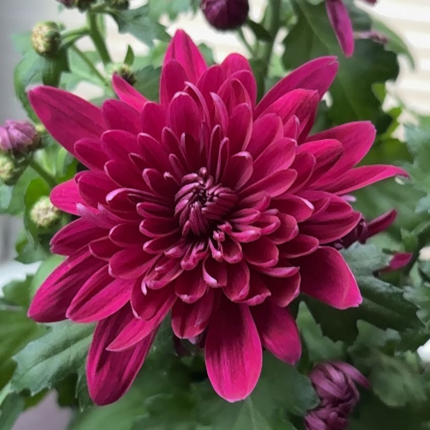 Photo of the plant species Chrysanthemum 'Amata' by @AwesomelyRimu68 named Stella on Greg, the plant care app