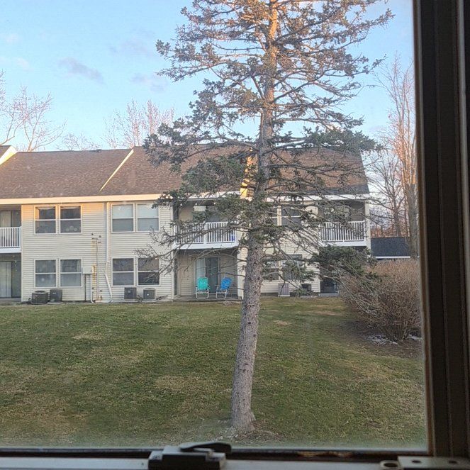 Photo of the plant species Scots Pine by @PrudentPersia28 named Hemingway on Greg, the plant care app