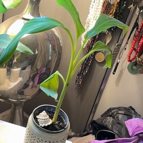 Photo of the plant species Blue Java Banana Tree by @SheWatchesStars named Queen on Greg, the plant care app