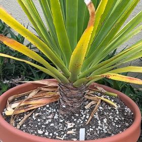 Photo of the plant species Canary Island Dragon Tree by @SheWatchesStars named Terra on Greg, the plant care app