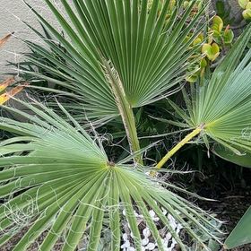 Photo of the plant species Mexican Fan Palm by @SheWatchesStars named Kendall on Greg, the plant care app