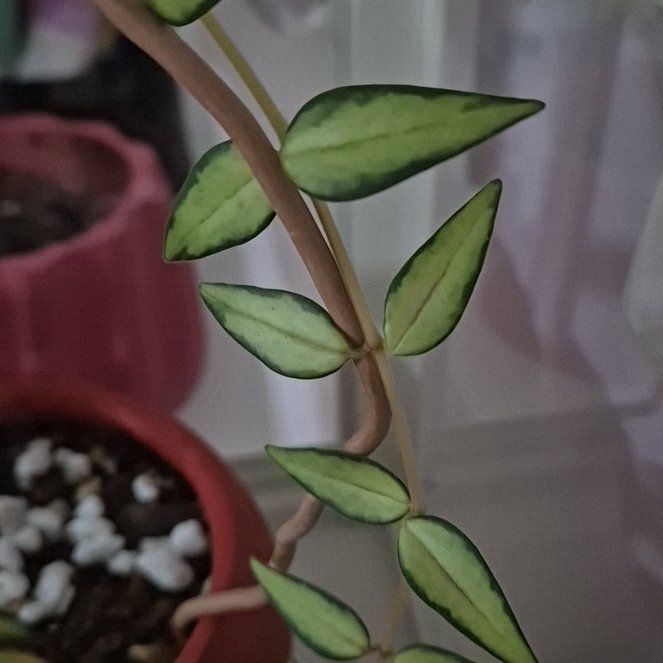 Photo of the plant species Hoya Bella Luis Bois by @AmusingBalsam71 named Fernie Saunders on Greg, the plant care app