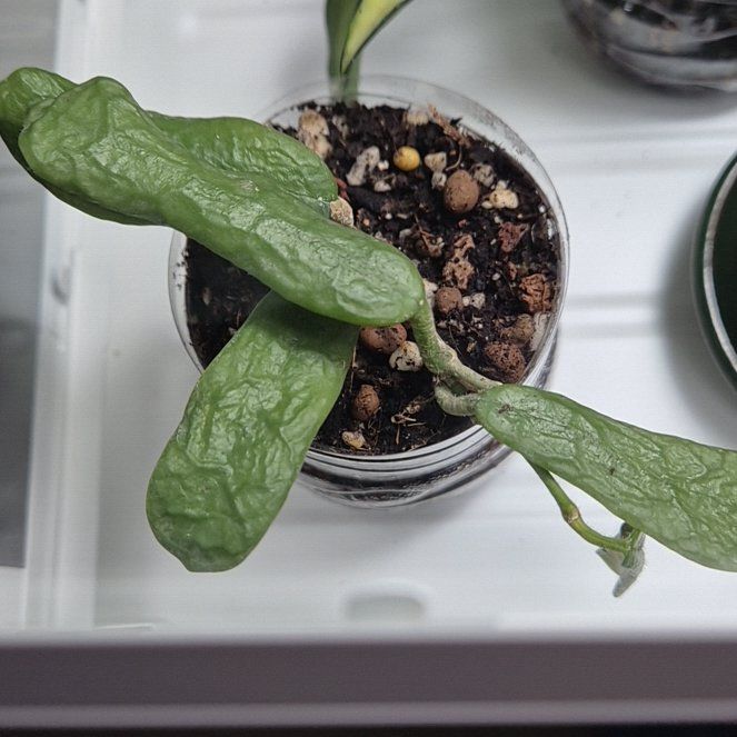 Photo of the plant species Hoya rotundiflora by @AmusingBalsam71 named Morgan Treeman on Greg, the plant care app