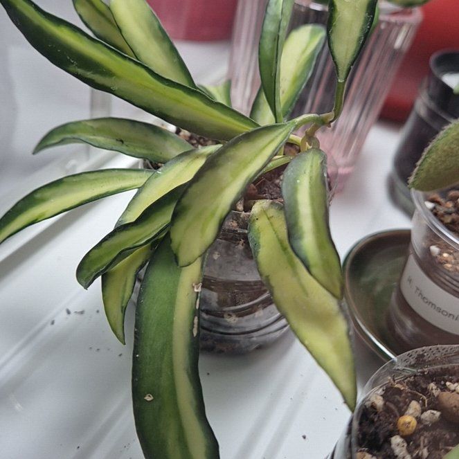 Photo of the plant species variegated hoya wayetii by @AmusingBalsam71 named Peter Parker on Greg, the plant care app