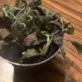 Photo of the plant species Pink Angel by @TopPalepuma92 named Morgan Treeman on Greg, the plant care app