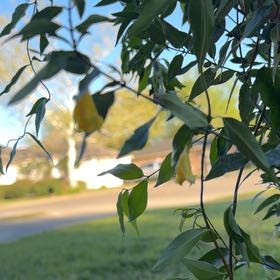 Photo of the plant species Carolina Jessamine by @CleanBogbean20 named Bigleef Smalls on Greg, the plant care app