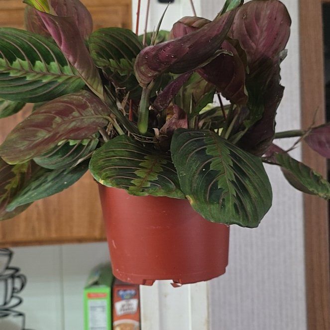 Photo of the plant species red prayer plant by @MaturingDamiana named Naomi on Greg, the plant care app
