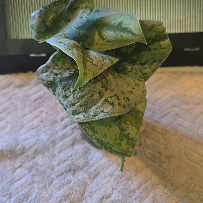 Photo of the plant species Silver Pothos by @MaturingDamiana named Osmo on Greg, the plant care app