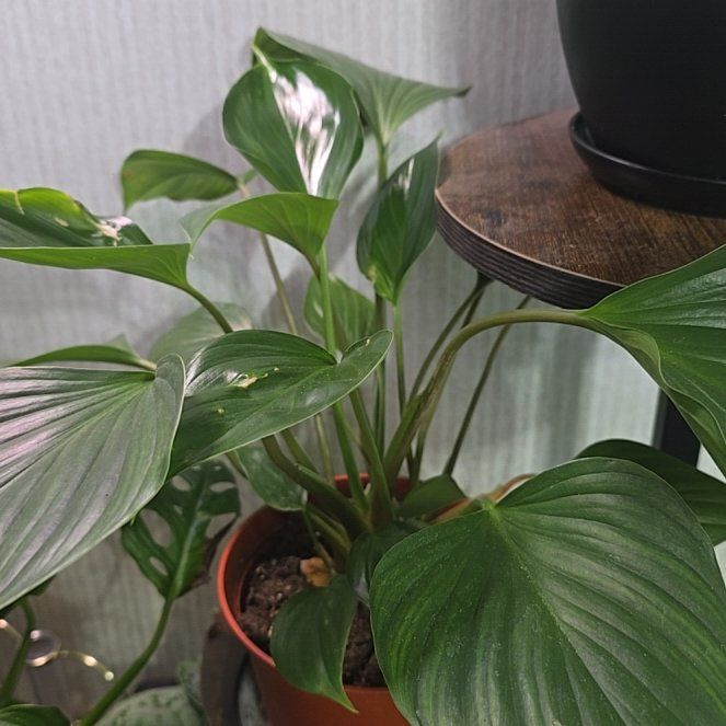Photo of the plant species Homalomena 'Emerald Gem' by @MaturingDamiana named Fernie Saunders on Greg, the plant care app