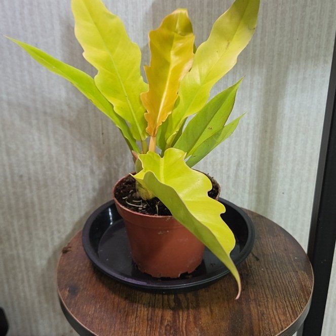 Photo of the plant species Ring Of Fire by @MaturingDamiana named Daphne on Greg, the plant care app
