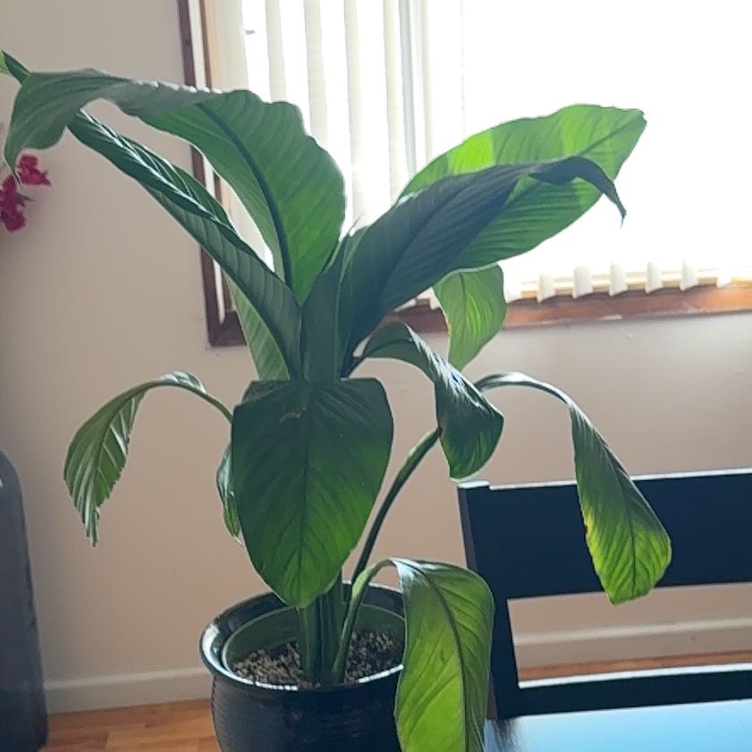 Photo of the plant species Sensation Peace Lily by @YesSnowdrop33 named Aristotle on Greg, the plant care app