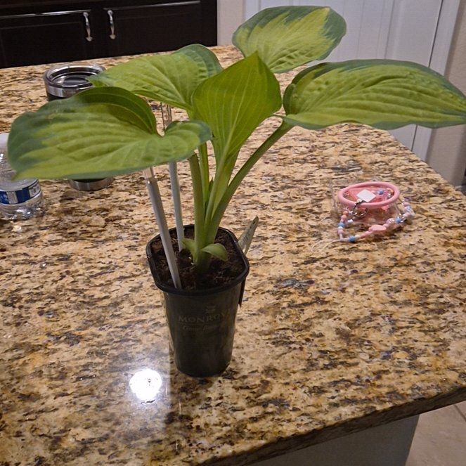 Photo of the plant species Hosta 'Paul's Glory' by @AffectivePapaya named Wilton on Greg, the plant care app