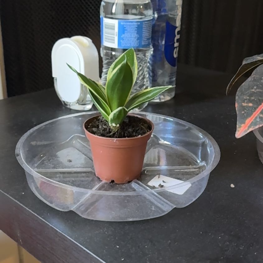 Photo of the plant species Black Gold Snake Plant by @RhondaLynne named Gobi on Greg, the plant care app