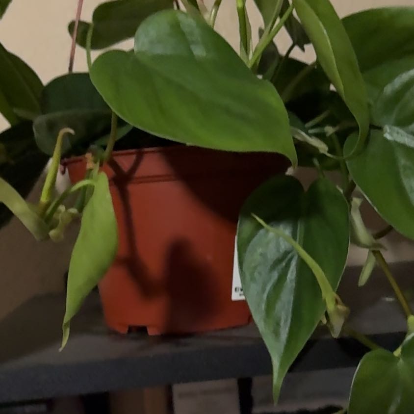 Photo of the plant species Philodendron cordatum by @RhondaLynne named Corey on Greg, the plant care app