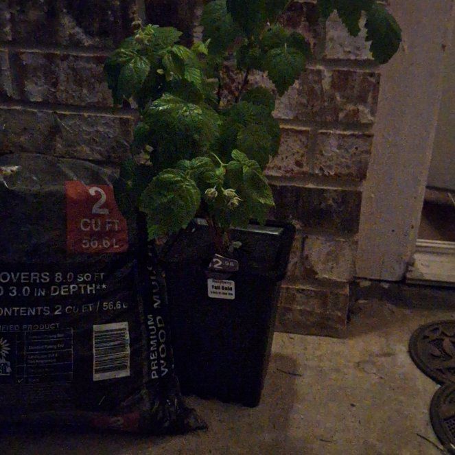 Photo of the plant species Fall Gold Raspberry by @ProRemuremu1 named Big Mac 🍔🥨 on Greg, the plant care app
