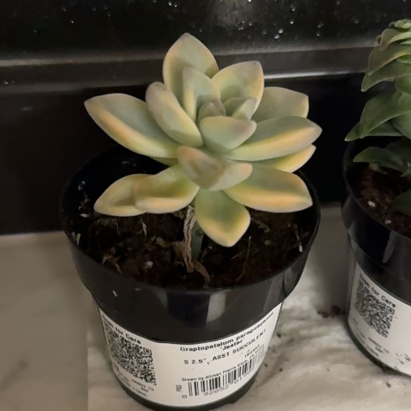 Photo of the plant species Graptopetalum paraguayense 'Jester' by @KindWoreya29 named Jessy on Greg, the plant care app