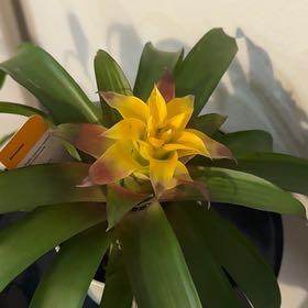 Photo of the plant species Bromeliad by @KindWoreya29 named Brenda on Greg, the plant care app
