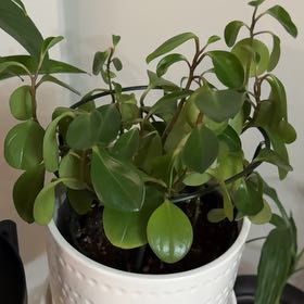 Photo of the plant species Baby Rubber Plant by @KindWoreya29 named Ruby on Greg, the plant care app