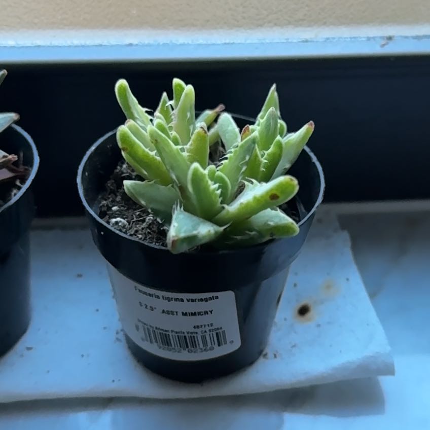 Photo of the plant species Varigated Tiger's Jaw by @KindWoreya29 named Tiger 2 on Greg, the plant care app