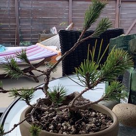 Photo of the plant species Japanese black pine by @NaturallySucc named Kenji on Greg, the plant care app