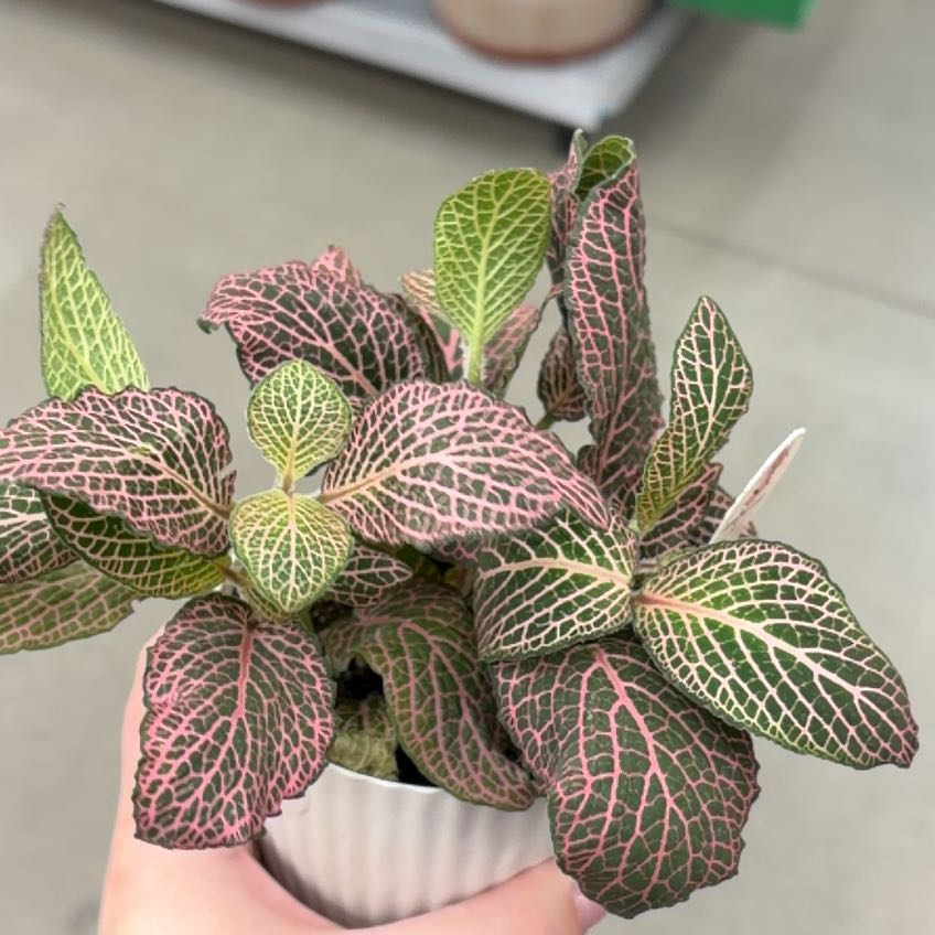 Photo of the plant species Mini Red Vein Plant by @YeahPineapple95 named Spike Leaves on Greg, the plant care app