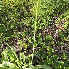 Photo of the plant species Elephant Garlic by @PoisedGutweed65 named Muhammad Ali on Greg, the plant care app