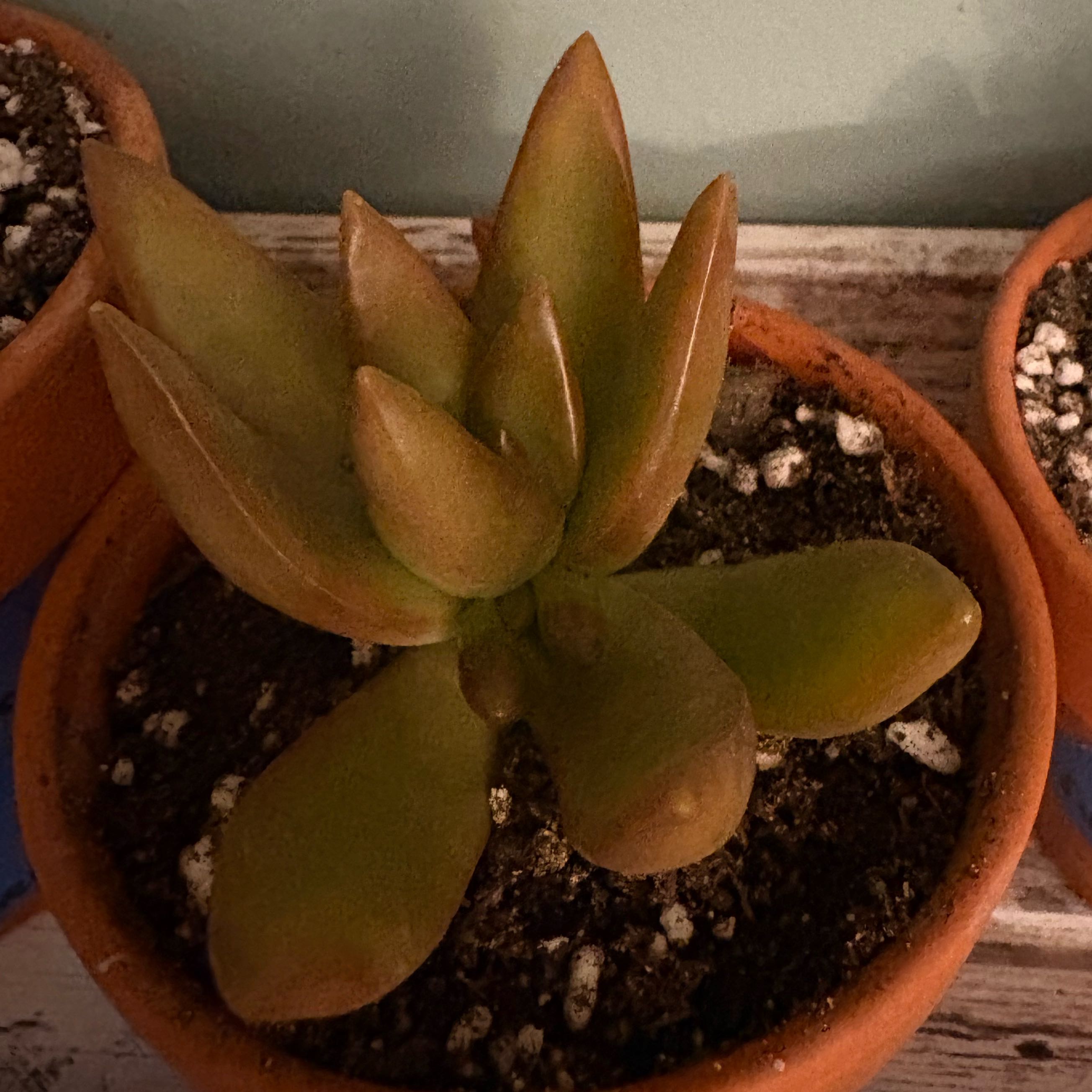 Photo of the plant species Coppertone Variegated Sedum by @BrownThumbMeg named Oscar on Greg, the plant care app