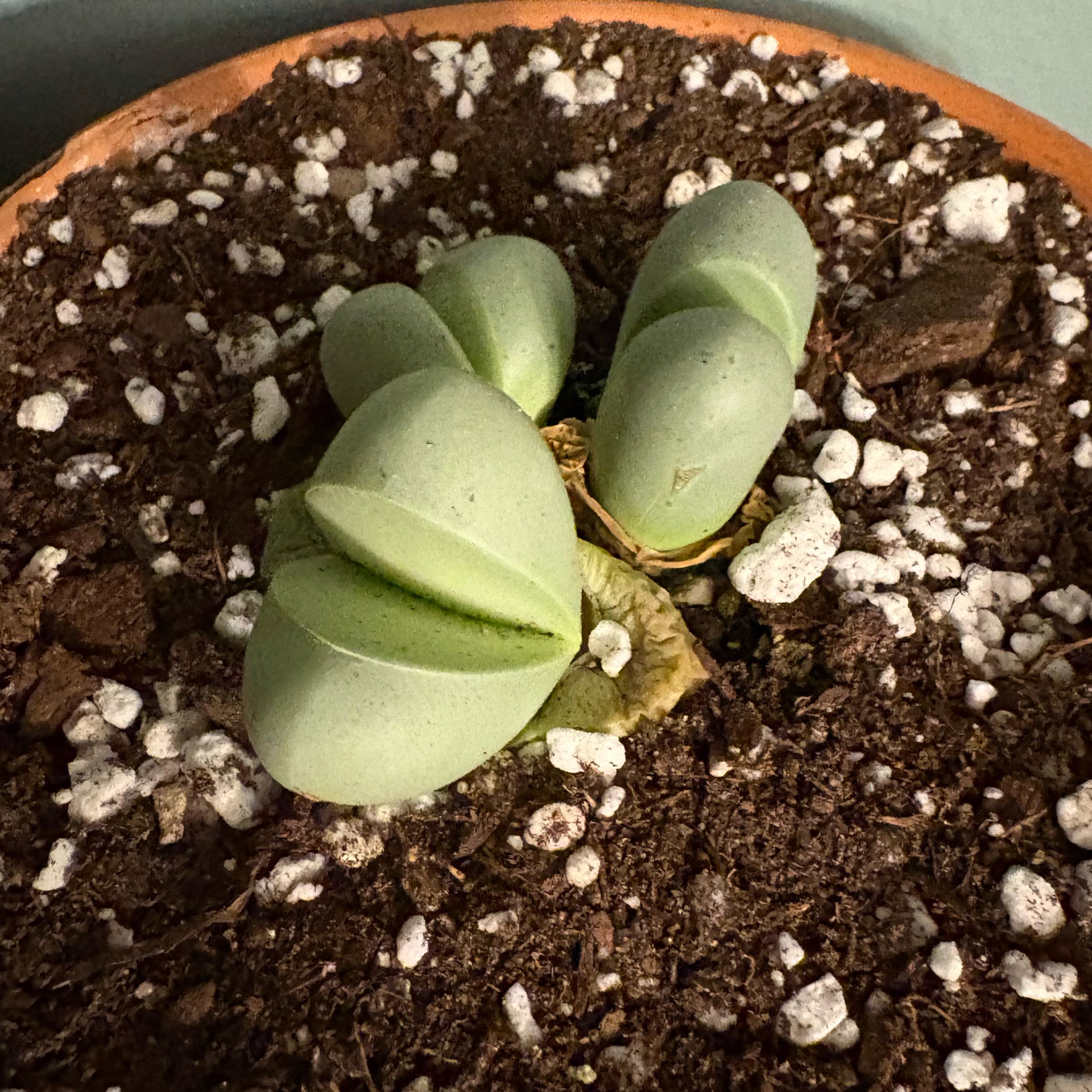 Photo of the plant species Argyroderma pearsonii by @BrownThumbMeg named Sigmund on Greg, the plant care app