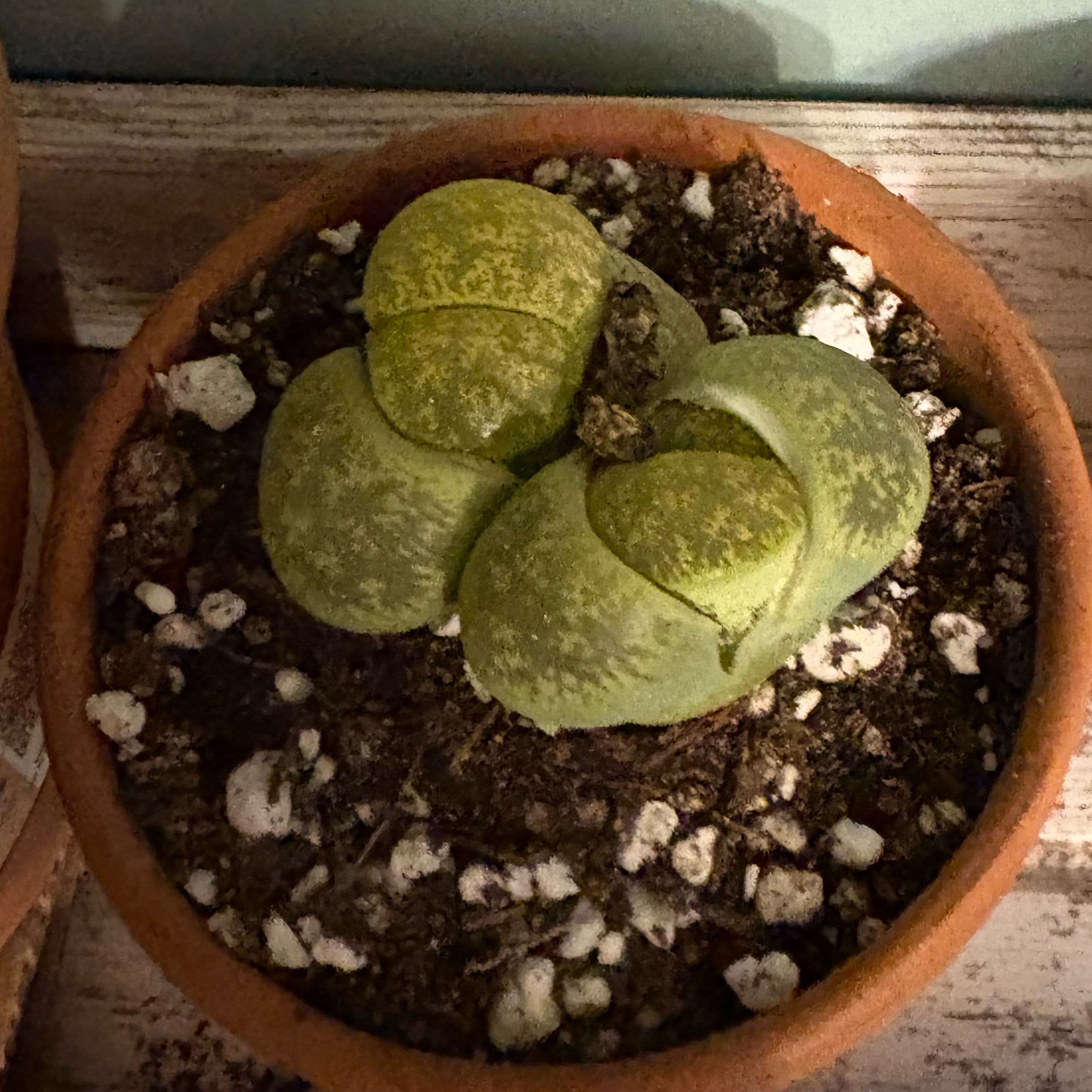 Photo of the plant species Stone Faces by @BrownThumbMeg named Sahara on Greg, the plant care app