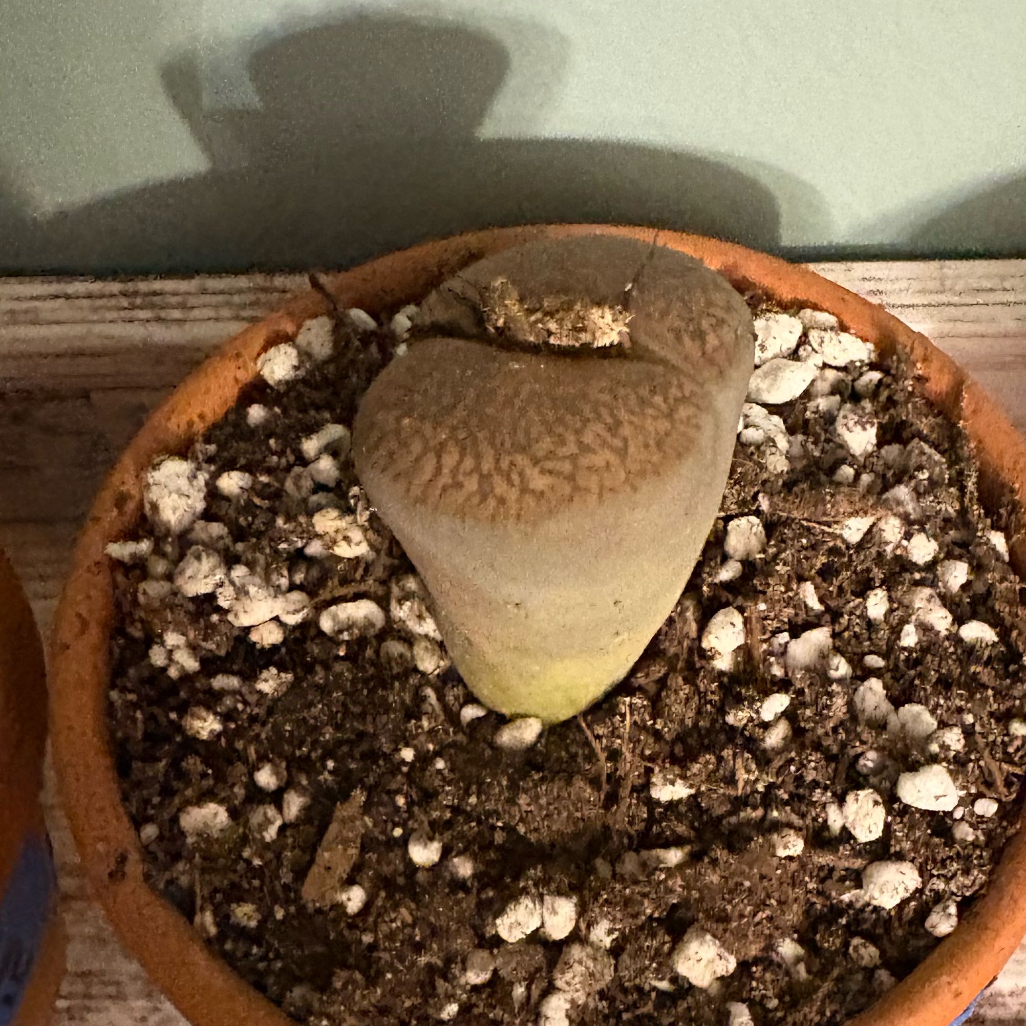 Photo of the plant species Stone Faces by @BrownThumbMeg named Bodhi on Greg, the plant care app