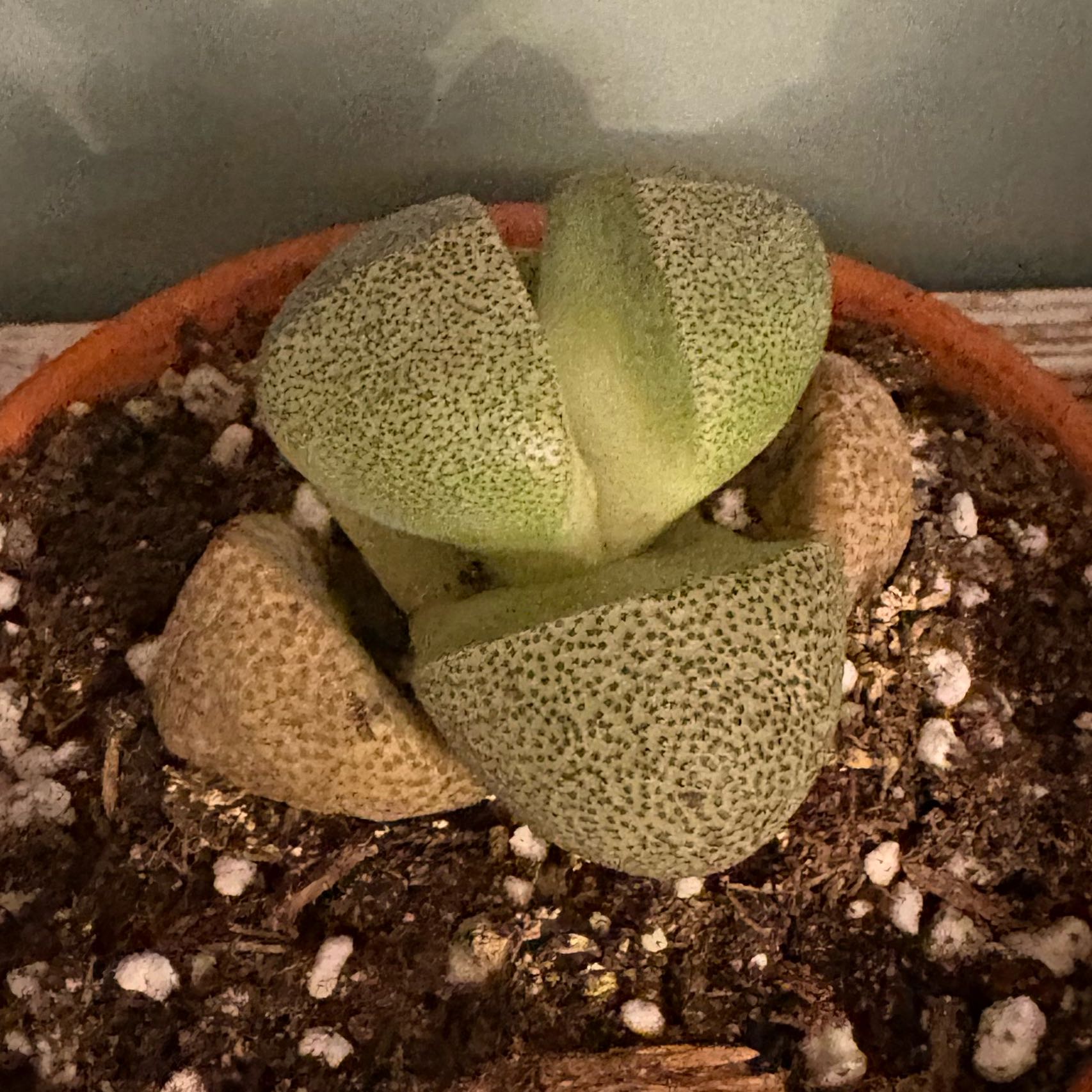 Photo of the plant species Split Rock Succulent by @BrownThumbMeg named Zeus on Greg, the plant care app