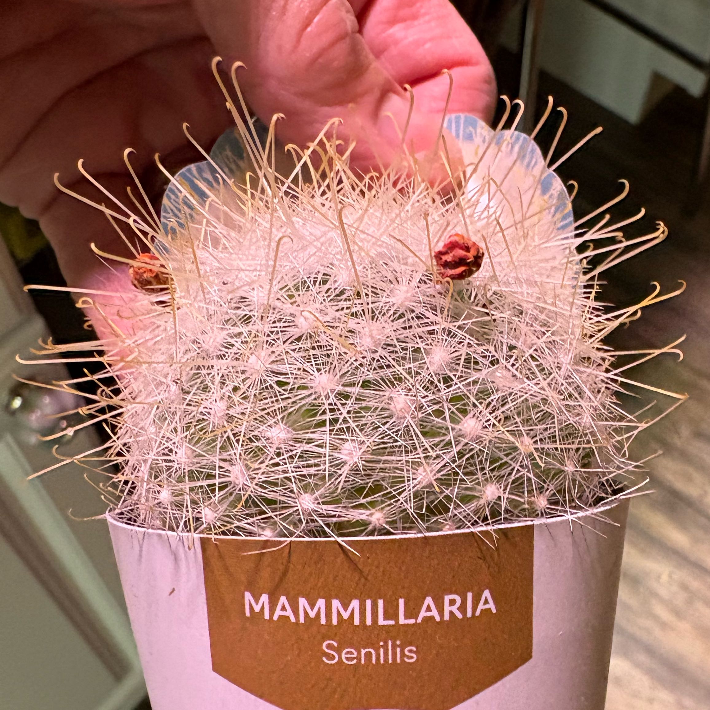 Photo of the plant species Mammillaria senilis by @BrownThumbMeg named Fernie Mercury on Greg, the plant care app